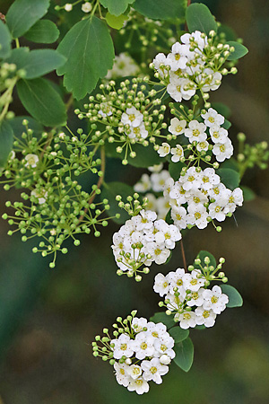 Spiraea media