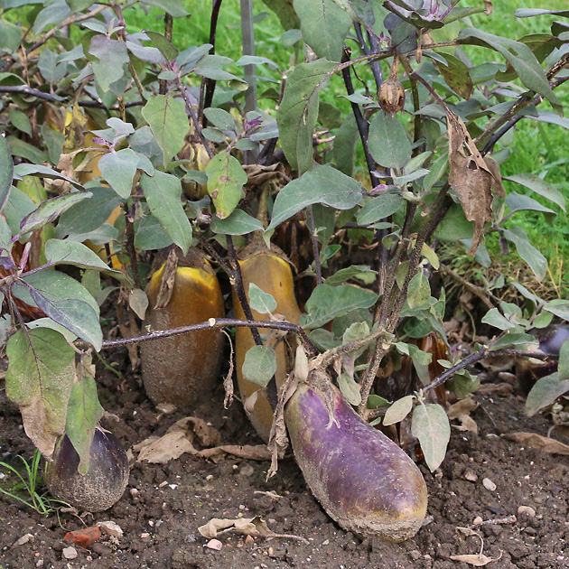 Solanum melongena