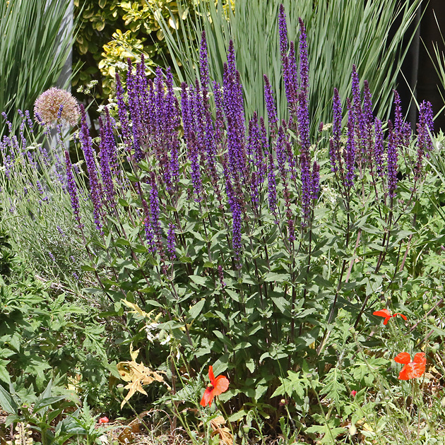 Salvia nemorosa (20.5.2025)