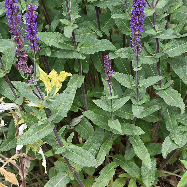 Salvia nemorosa (20.5.2025)