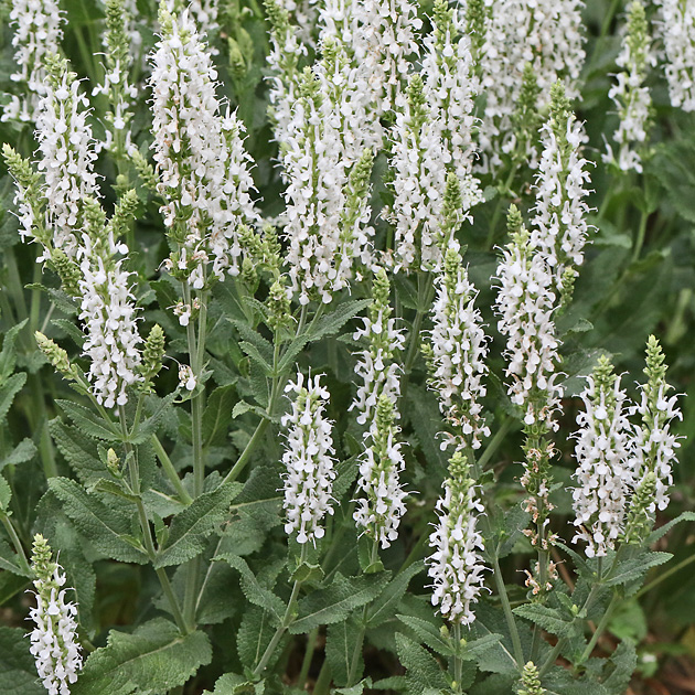Salvia nemorosa (20.5.2025)