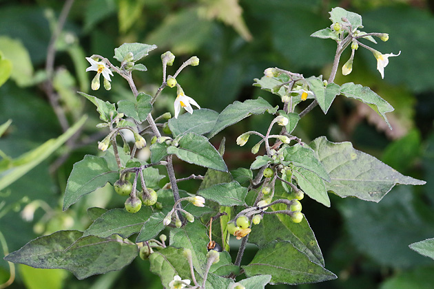 Solanum nigrum (SG, 23.10.2023) Solanum nigrum