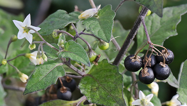 Solanum nigrum (SG, 23.10.2023) Solanum nigrum