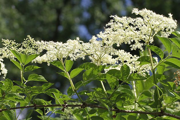 Sambucus nigra