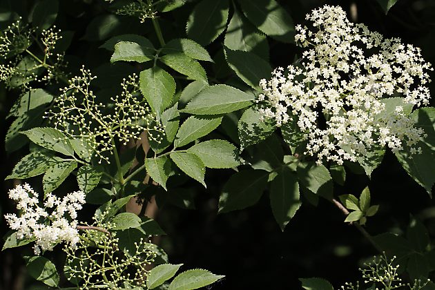Sambucus nigra