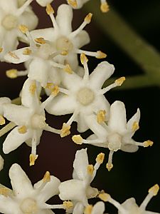 Sambucus nigra