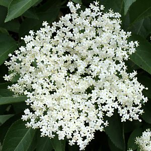 Sambucus nigra