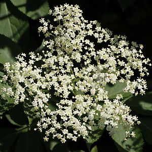 Sambucus nigra