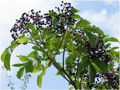 Sambucus nigra