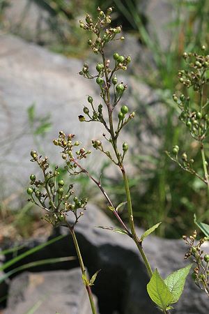 Scrophularia nodosa