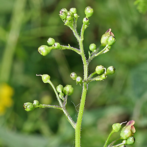 Scrophularia nodosa