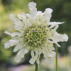 Scabiosa ochroleuca