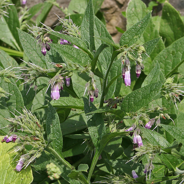 Symphytum officinale