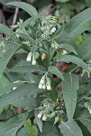 Symphytum officinale