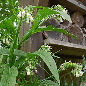 Symphytum officinale