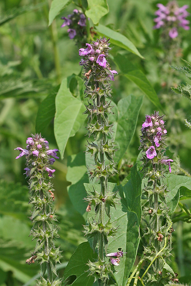 Stachys palustris