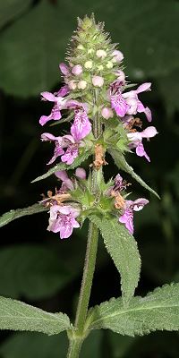 Stachys palustris