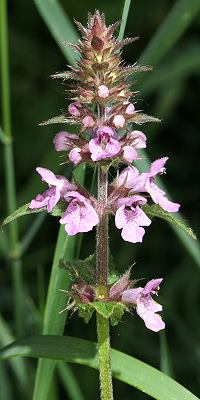 Stachys palustris
