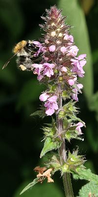 Stachys palustris
