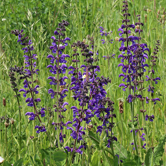 Salvia pratensis