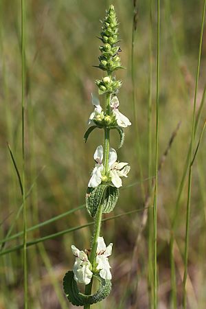 Stachys recta