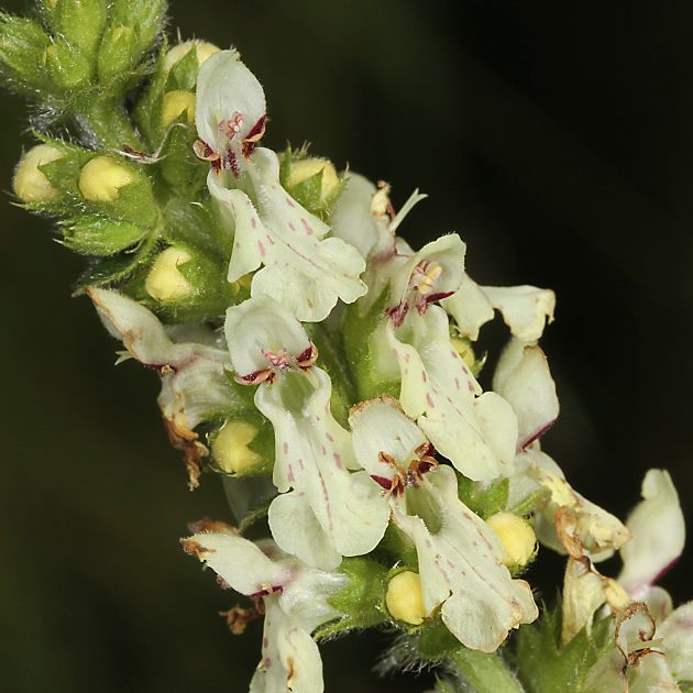 Stachys recta
