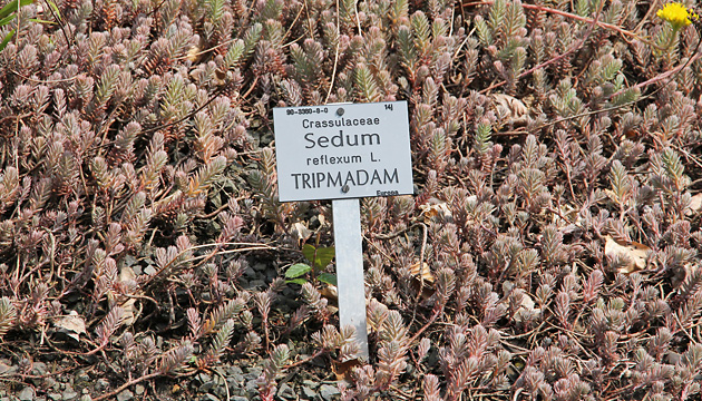 Sedum rupestre