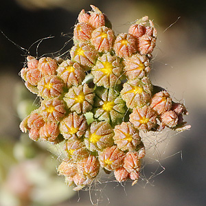 Sedum rupestre