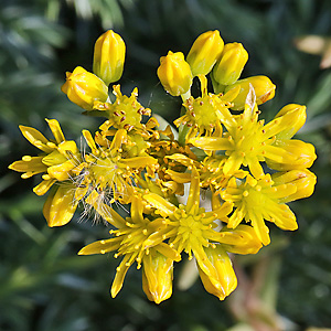 Sedum rupestre