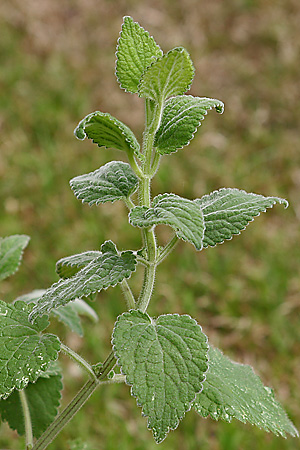Stachys sylvatica