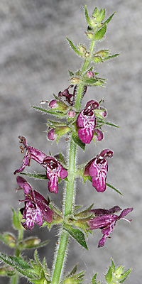 Stachys sylvatica
