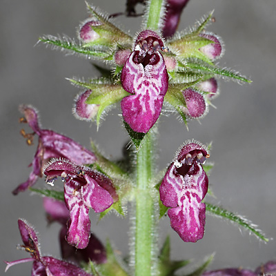 Stachys sylvatica