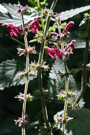 Stachys sylvatica