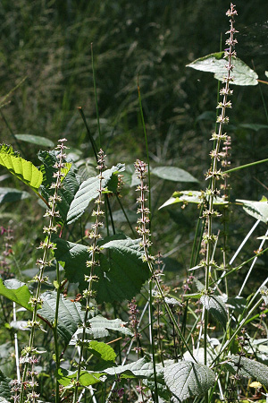 Stachys sylvatica