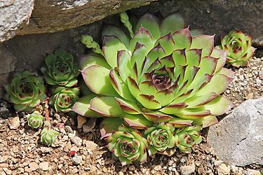 Sempervivum tectorum