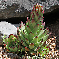 Sempervivum tectorum
