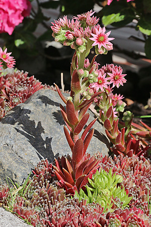 Sempervivum tectorum