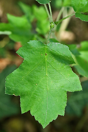 Sorbus torminalis