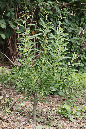 Salix triandra