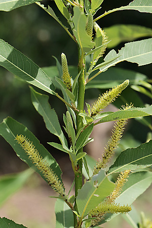 Salix triandra