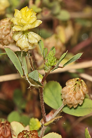 Trifolium campestre