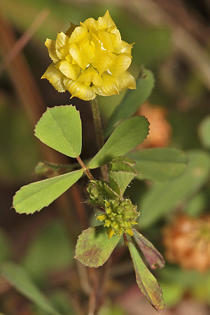 Trifolium campestre