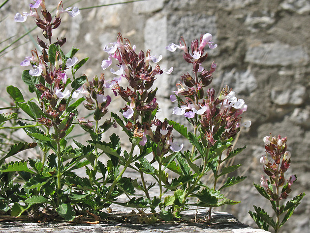 Teucrium chamaedrys