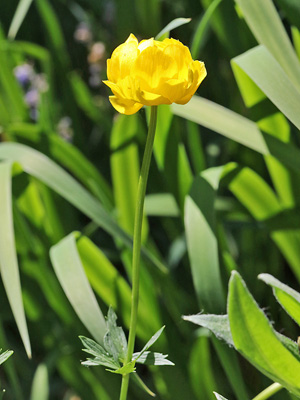 Trollius europaeus