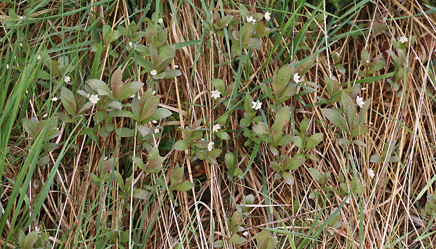 Trientalis europaea