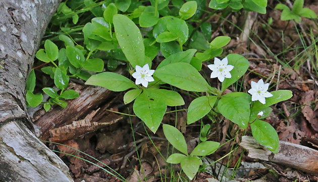 Trientalis europaea