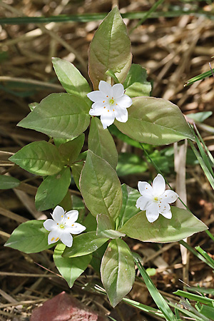 Trientalis europaea
