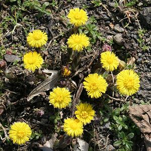 Tussilago farfara