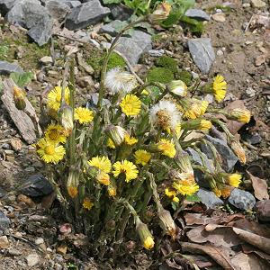 Tussilago farfara