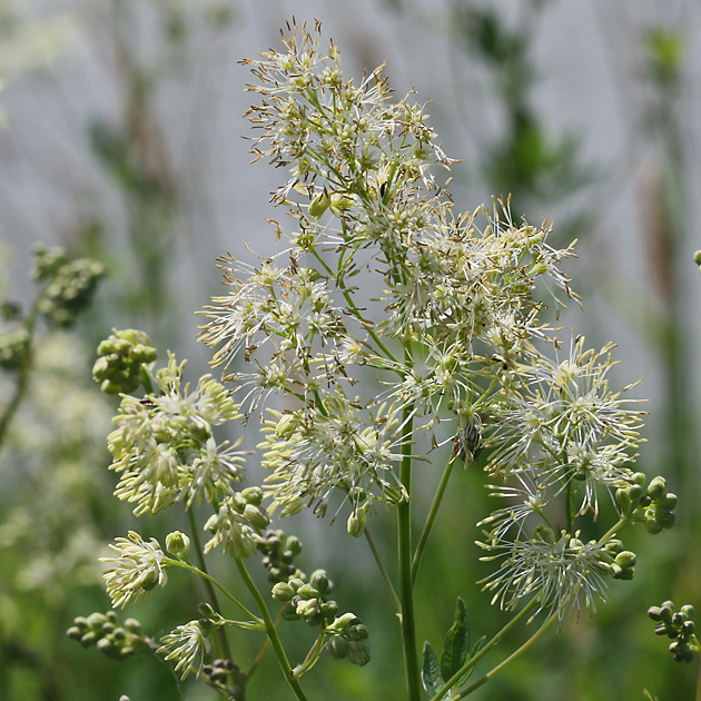 Thalictrum flavum